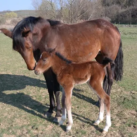 Penzion Kisecset-vendeghaz Kisecset